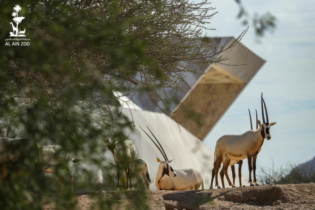 Green Mubazzarah Chalets Al Ain Bagian luar foto