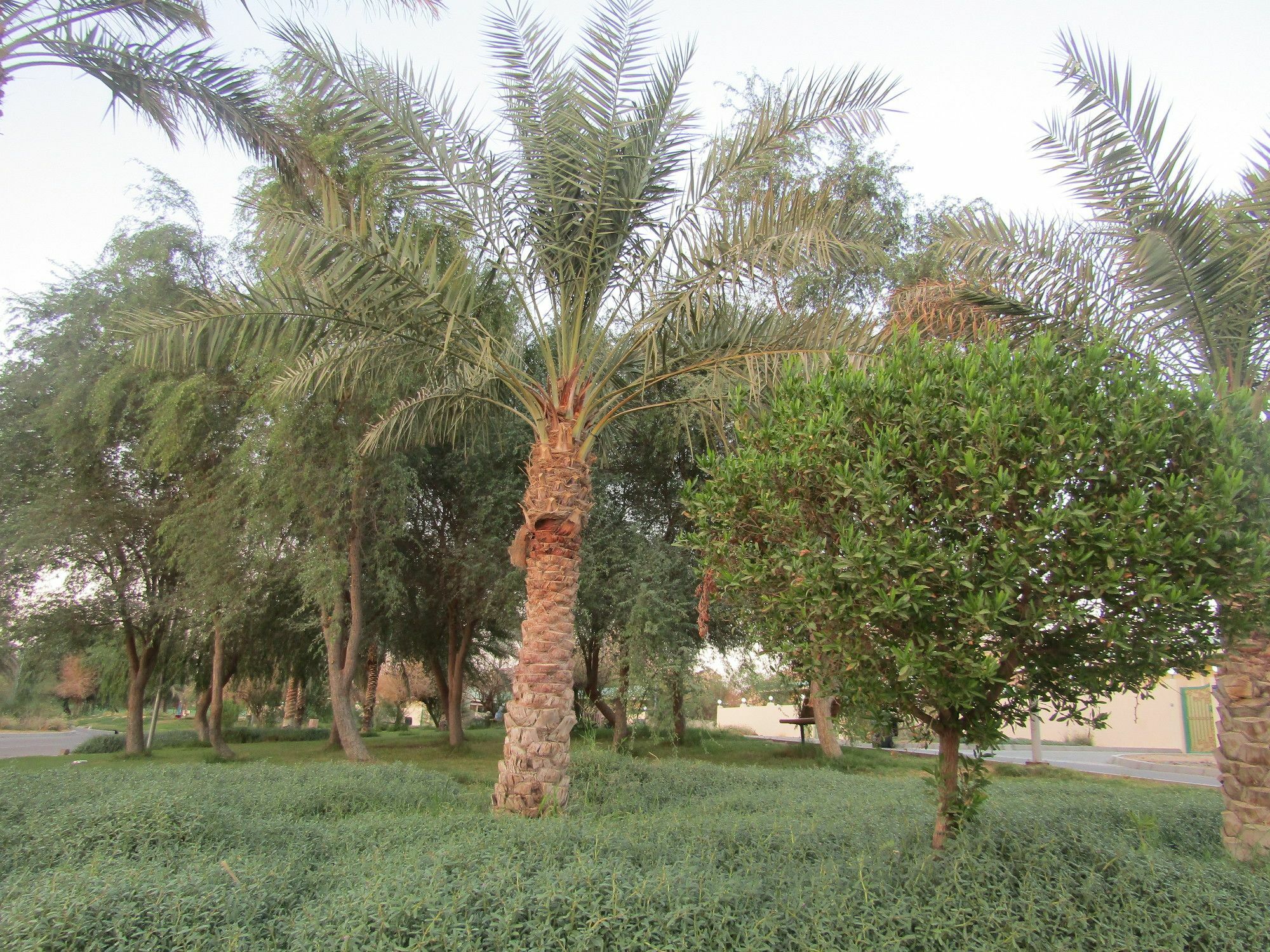 Green Mubazzarah Chalets Al Ain Bagian luar foto